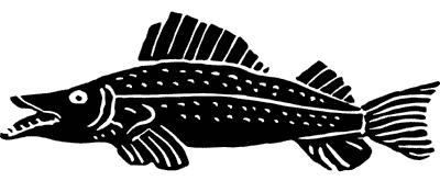 Zander